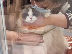 -帕帕拉兹宠物(亚洲旗舰店)