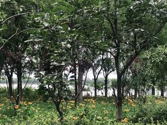 -大兴滨河森林公园