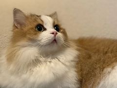 -Bastet sally猫舍购宠(静安店)