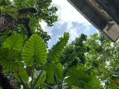 -海南槟榔谷黎苗文化旅游区