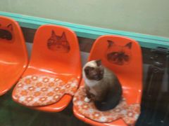 -猫咪博物馆(顶澳仔猫街店)