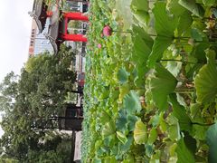 -四川大学(望江校区)