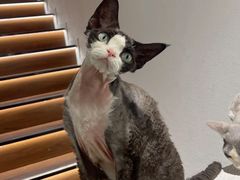 -琪喵猫屋·撸猫猫咖·猫舍