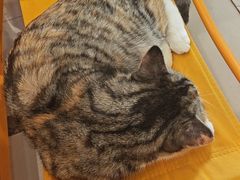 -平行世界·猫咖(首经贸店)