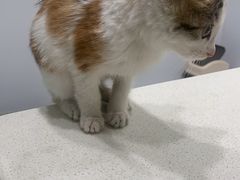 -艾吉宠物医院·疑难杂症转诊中心·猫友好(碧江路院)