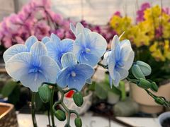 -龙大花卉苗木市场