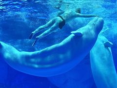 -上海海昌海洋公园-冰山北极馆