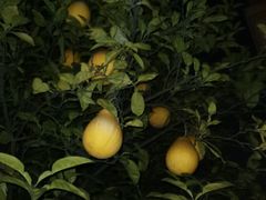 -炉鱼(萧山万象汇店)