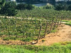 -龙口南山旅游景区