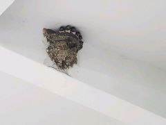 体检中心门面上的鸟巢-福建医科大学附属第一医院(茶亭院区)