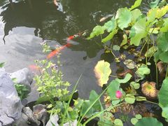 -杭州西湖柳莺里酒店