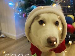 -Husky Go! 哈士奇体验馆·宠物咖啡厅狗咖