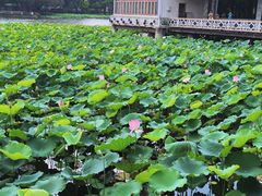 -荔湾湖公园