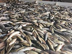 -白沙洲农产品大市场-海鲜交易区
