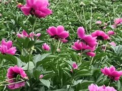 -合肥三国新城遗址公园