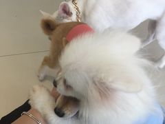 -怪兽屋·羊驼·猫咖·狗咖(俊华广场店)