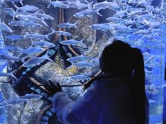 -哈尔滨波塞冬海底世界