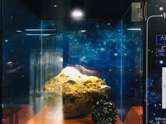 -紫金山天文台