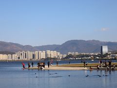 -洱海月湿地公园