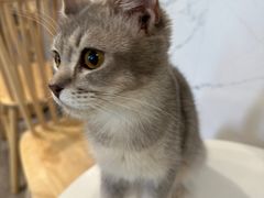 -楼上猫咖(罗湖店)