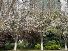 -滨江生态公园