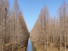 -黄海国家森林公园