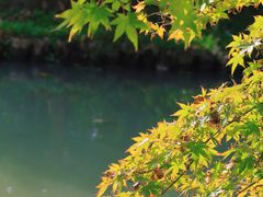 -花开海上生态园
