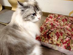 -柴迷FANS CLUB·柴犬狗咖·猫咖