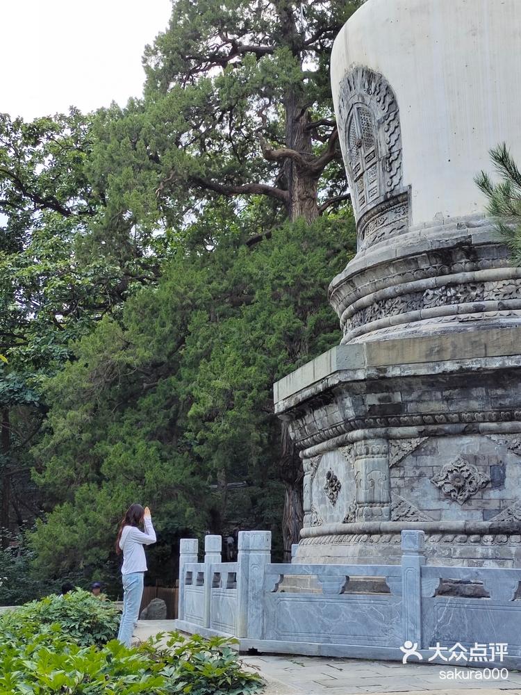 大觉寺京郊出游古树玉兰