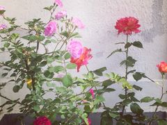 iphone_upload_pic-董家渡天主堂