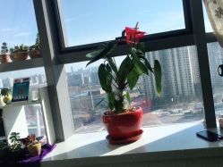 点击看大图 -ONE·男士国潮·美式渐变·理发馆·BARBER SHOP