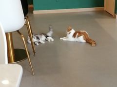 -飞行喵MR PILOT|猫舍·猫咖(静安大融城店)