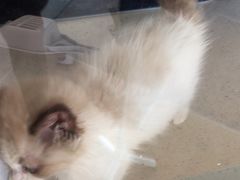 -糯米喵星人总部直营旗舰店·猫舍·幼猫出售