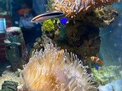 -太平洋海底世界