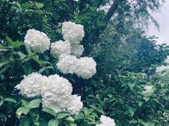 -上海共青森林公园