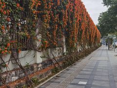 -东莞市博立雅外国语学校