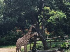 -深圳野生动物园