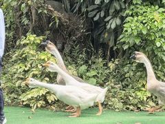 -广州长隆飞鸟乐园
