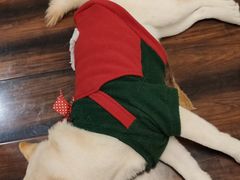 -豆柴町-柴犬主题狗咖(红鼎国际C座店)