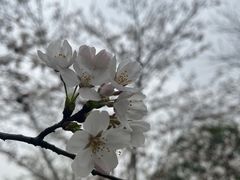 -径山花海