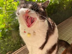 -海边的猫和咖啡馆
