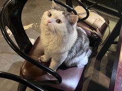 -Mr.Fox狐狸先生超级密室(南山店)