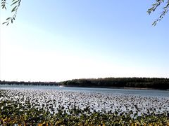 -丁香湖公园