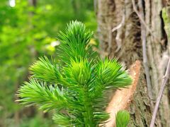 -素山寺森林公园