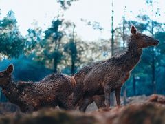-云南野生动物园