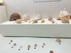 -青岛贝壳博物馆