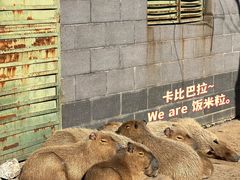 -合肥野生动物园