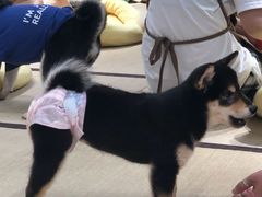 -逗柴咖啡屋·狗咖猫咖宠物桌游
