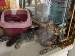 -糯米喵星人总部直营旗舰店·猫舍·幼猫出售