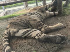 -西霞口神雕山野生动物世界